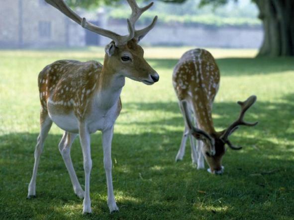 Knole B&B Севенокс Екстер'єр фото